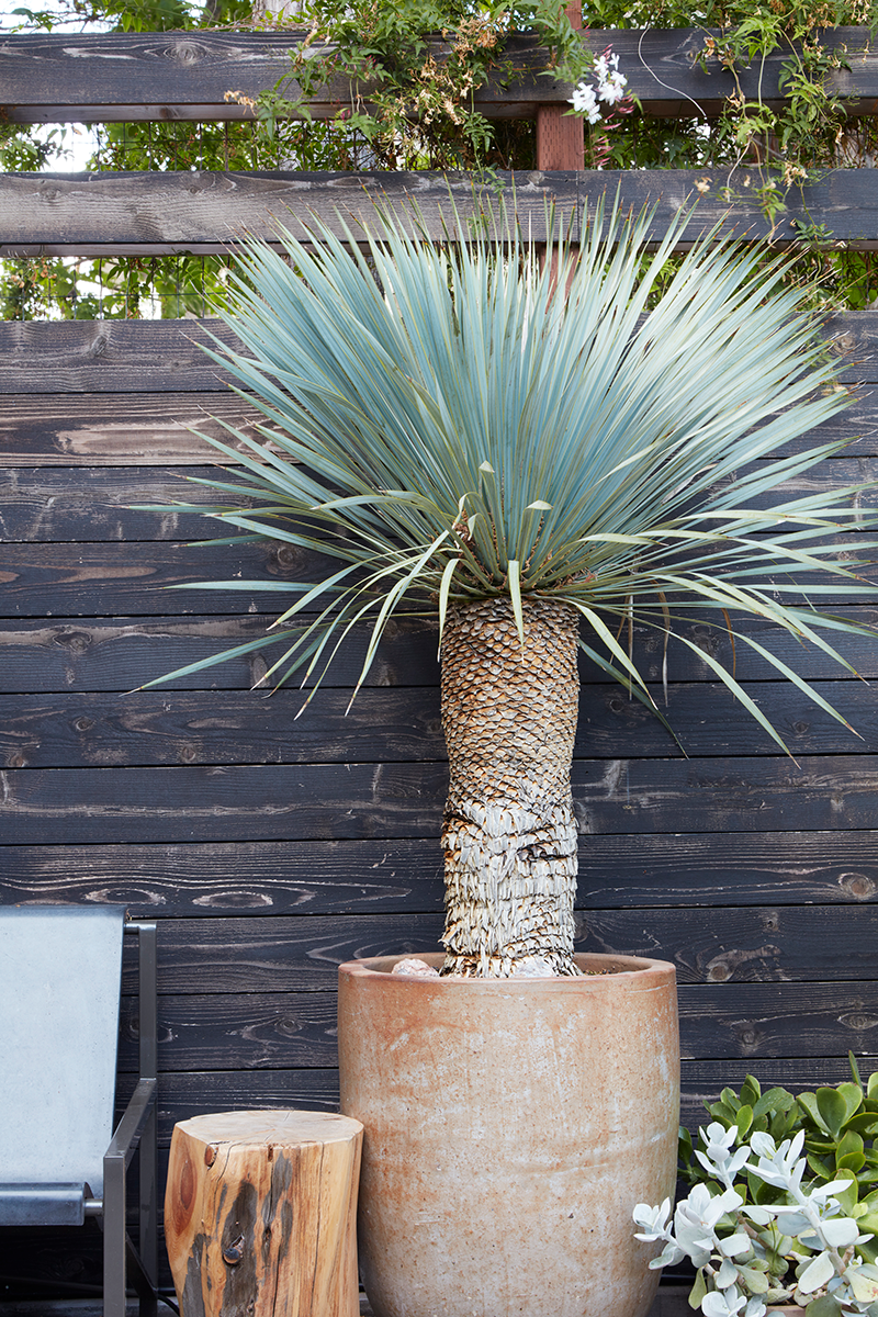 Everything Looks Like a Yucca! — Flora Grubb Gardens Plant Nursery